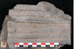 Foto (Detailansicht) von Sigillaria elongata Brongniart (NHMW-GEO-2024-0188-11055)